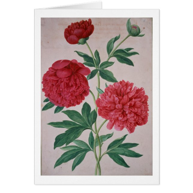 Peonies, plate 46 from the Nassau Florilegium (w/c (Front)