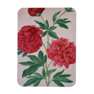 Peonies, plate 46 from the Nassau Florilegium (w/c Magnet