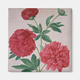 Peonies, plate 46 from the Nassau Florilegium (w/c Magnet