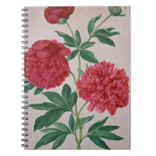 Peonies, plate 46 from the Nassau Florilegium (w/c Notebook