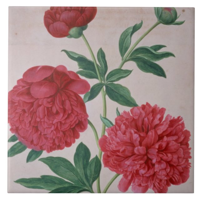 Peonies, plate 46 from the Nassau Florilegium (w/c Tile (Front)