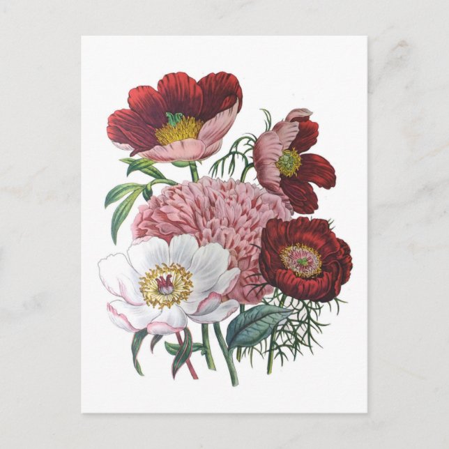 Peonies Postcard (Front)