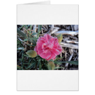 Peony
