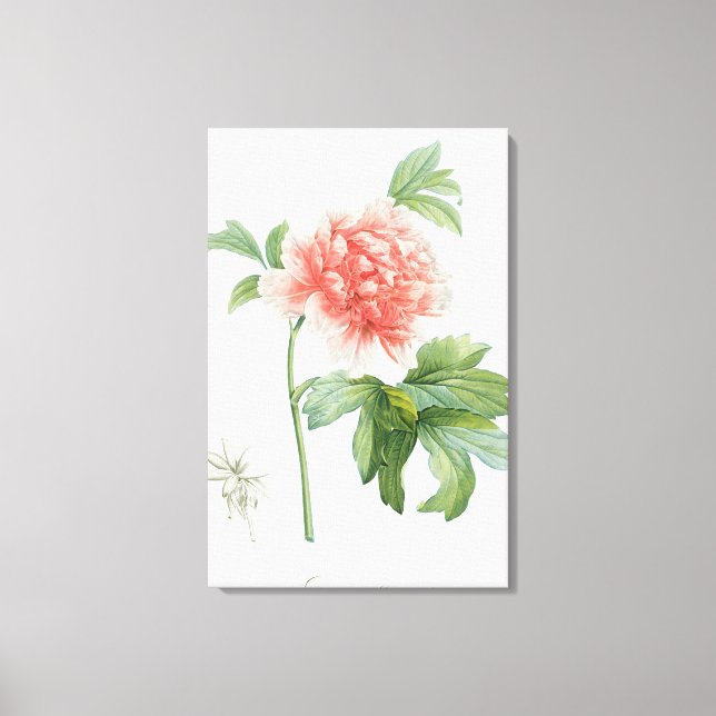 Peony, 1799 (colour stipple print) canvas print (Front)