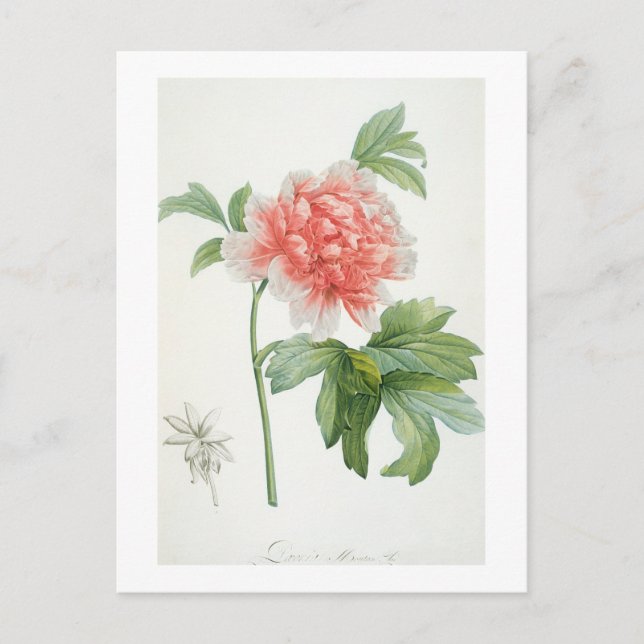 Peony, 1799 (colour stipple print) postcard (Front)