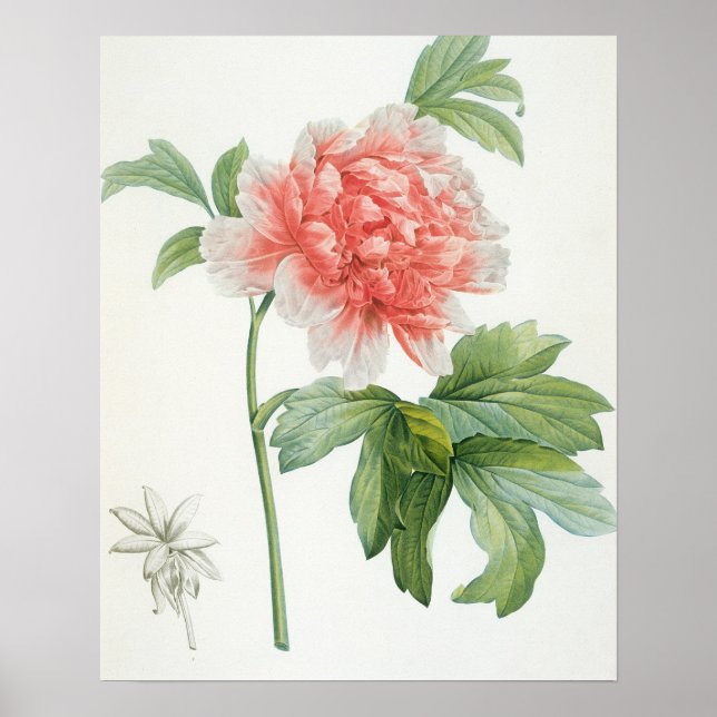Peony, 1799 (colour stipple print) poster (Front)