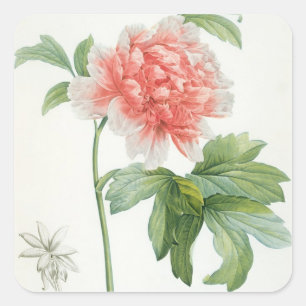 Peony, 1799 (colour stipple print) square sticker