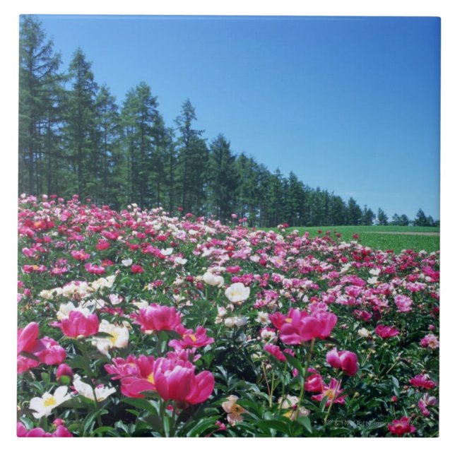 Peony 2 tile (Front)