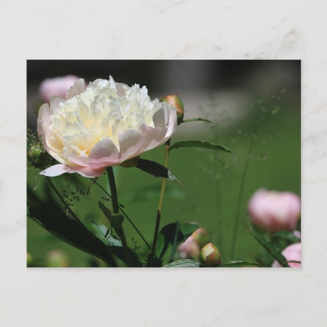 Peony Beauty Postcard (Front)