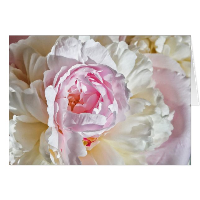 Peony Blossom (Front Horizontal)
