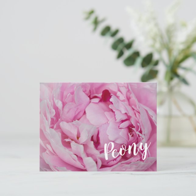 Peony Blossom Rose for flower and garden lovers Holiday Postcard (Standing Front)