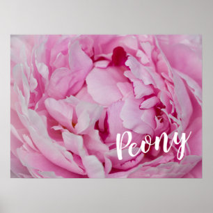 Peony Blossom Rose for flower and garden lovers Poster