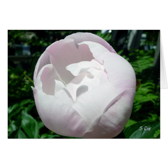 Peony Bubble Pop Card