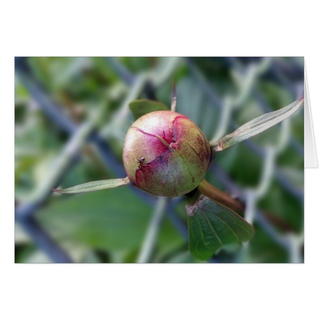 peony bud (Front Horizontal)