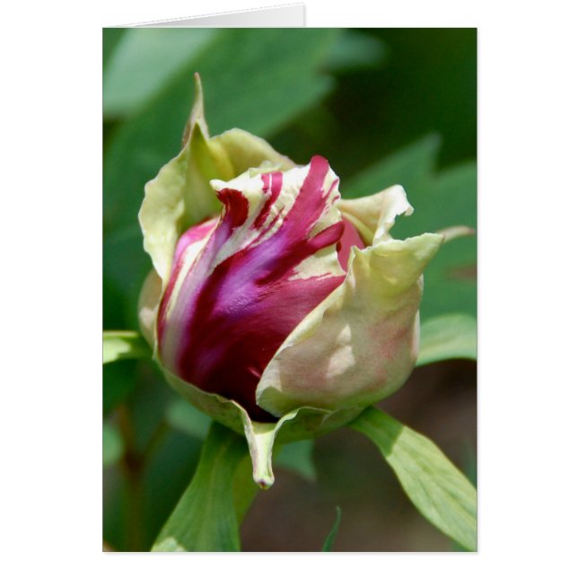 Peony Bud (Front)