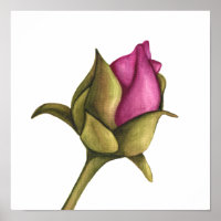peony bud