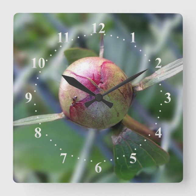 peony bud square wall clock (Front)