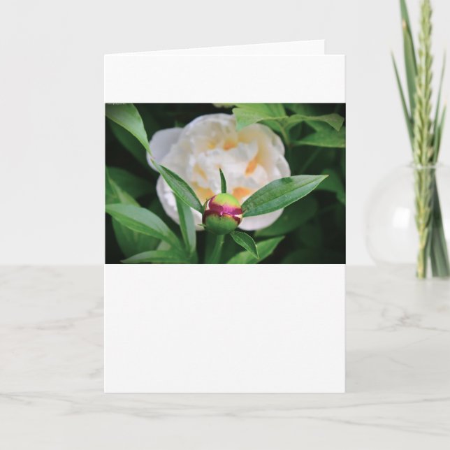 Peony, card (Front)