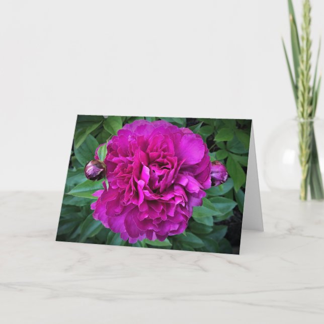 Peony, card (Front)