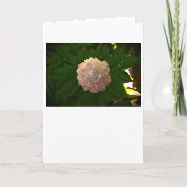 Peony, card (Front)
