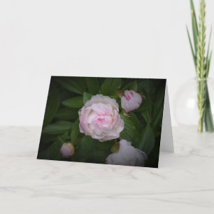 Peony, card