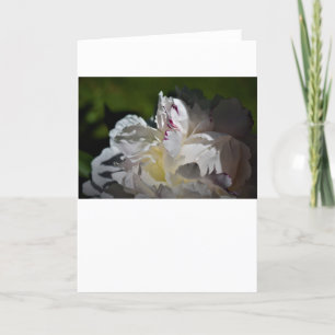 Peony, card