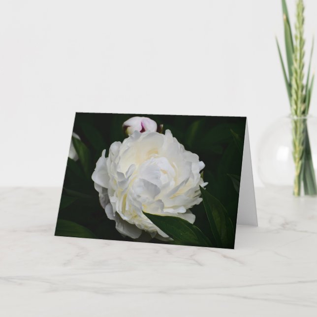Peony, card (Front)