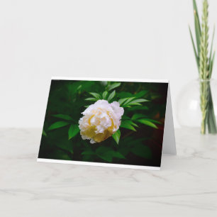 Peony, card