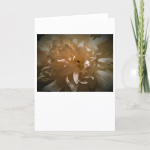 Peony, card