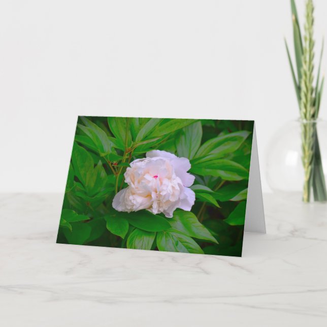 Peony, card (Front)
