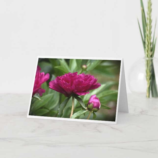 Peony, card (Front)