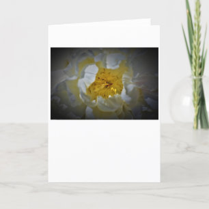Peony, card