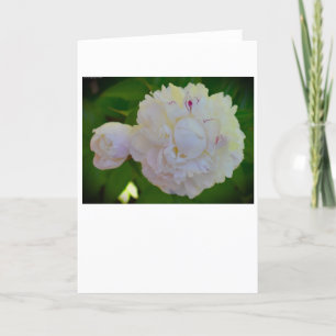 Peony, card