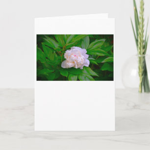 Peony, card