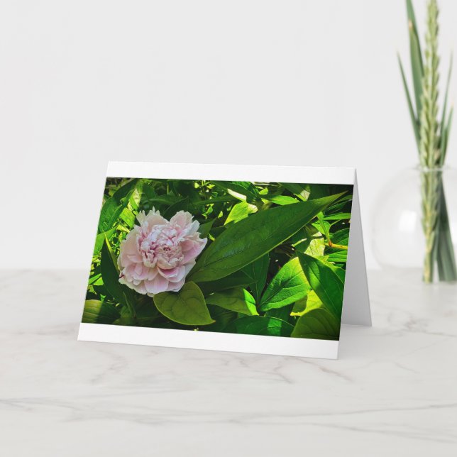 Peony, card (Front)