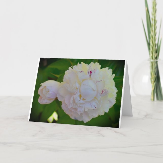 Peony, card (Front)