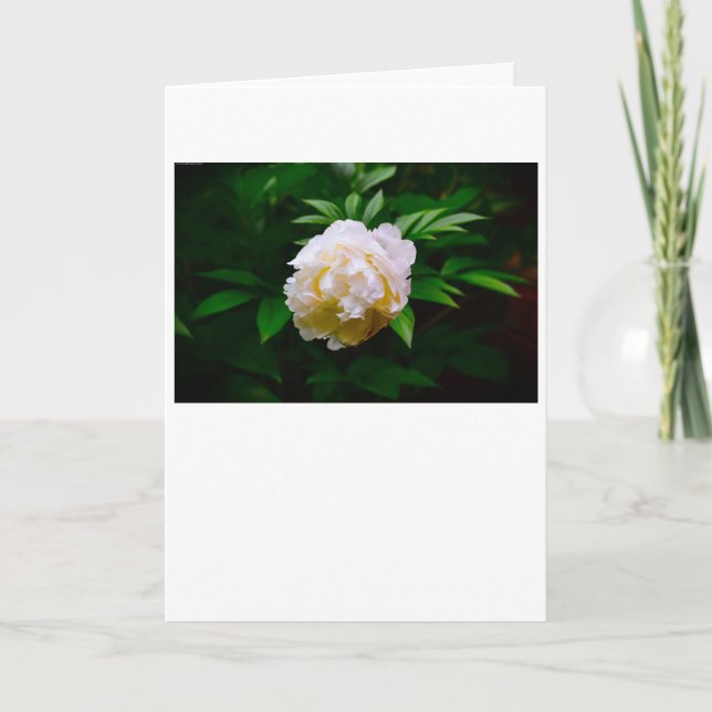Peony, card (Front)