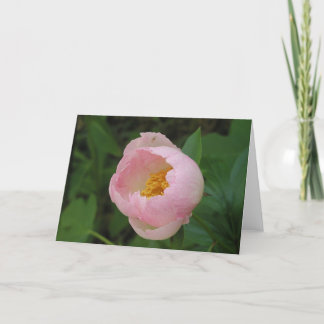 Peony Card