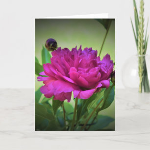Peony, card