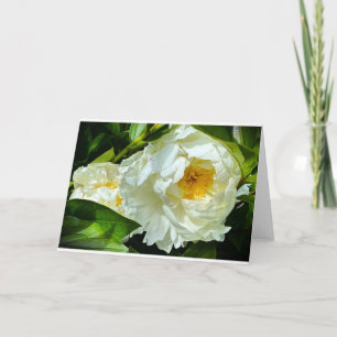 Peony, card