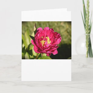Peony, card