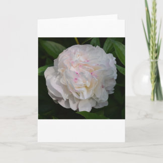 Peony, card
