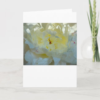 Peony, card