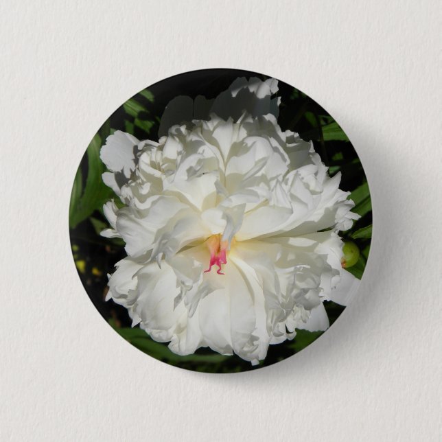 peony close up   Paeonia lactiflora 6 Cm Round Badge (Front)