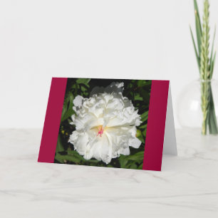 peony close up   Paeonia lactiflora Card