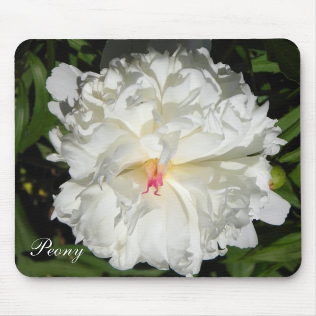 peony close up   Paeonia lactiflora Mouse Mat (Front)
