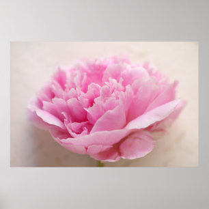 Peony closeup poster