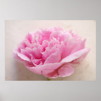 Peony closeup poster