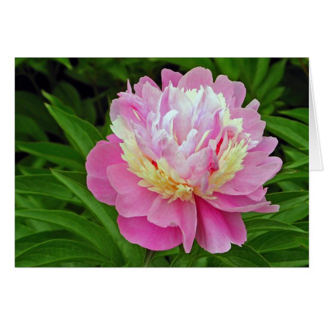Peony Flower (Front Horizontal)