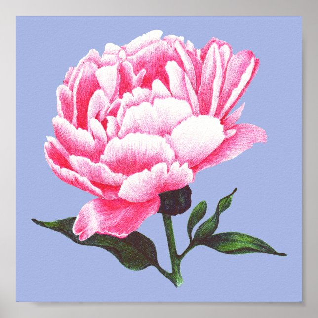 Peony Flower Illustration Pen Drawing Poster (Front)